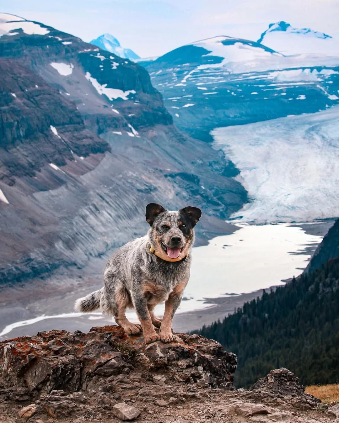 This is going to be a pinned post answering some FAQs about Monty! 

1. What breed is he?
Monty is a mixed breed with mostly cattle dog (swipe for his full DNA tested by @embarkvet ). his super mutt has kelpie and Rottweiler.

2. Where did you get him?
Monty is from forget me not shelter in republic Washington!

3.Why does he stick his tongue out so much?
Monty was born with an overbite and smaller and missing teeth. His tongue does not fit properly in his mouth and is not seated in his bottom jaw properly so it’s always sticking out a little bit. It sticks out more or less depending on how he is feeling. Big feelings means big blep. 👅 

4.What do you use to take photos?
Canon EOS 70D and I edit in Lightroom

5. Where are you guys located?
The pacific north west! We split our time between British Columbia and Washington state

6.Can I pet Monty? 
Yes! Monty loves people so if you see us feel free to ask to say hi!

Let me know if you have any other questions that you feel should be answered and pinned! 

#australiancattledog #australiancattledogsofinstagram #blueheeler #blueheelersofinstagram #blueheelers #blueheelerpuppy #australiancattledogs #pup #puppy #dog #dogsofinstagram #dogs #puppiesofinstagram #pupper #bassethound #cute #animal #pupsofinstagram #puppylife #puppyoftheday #australianshepherd