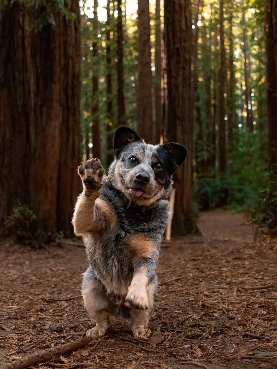 Waving hello from the redwoods!

#dogsofinstagram #bluey #australiancattledogs #redwoods