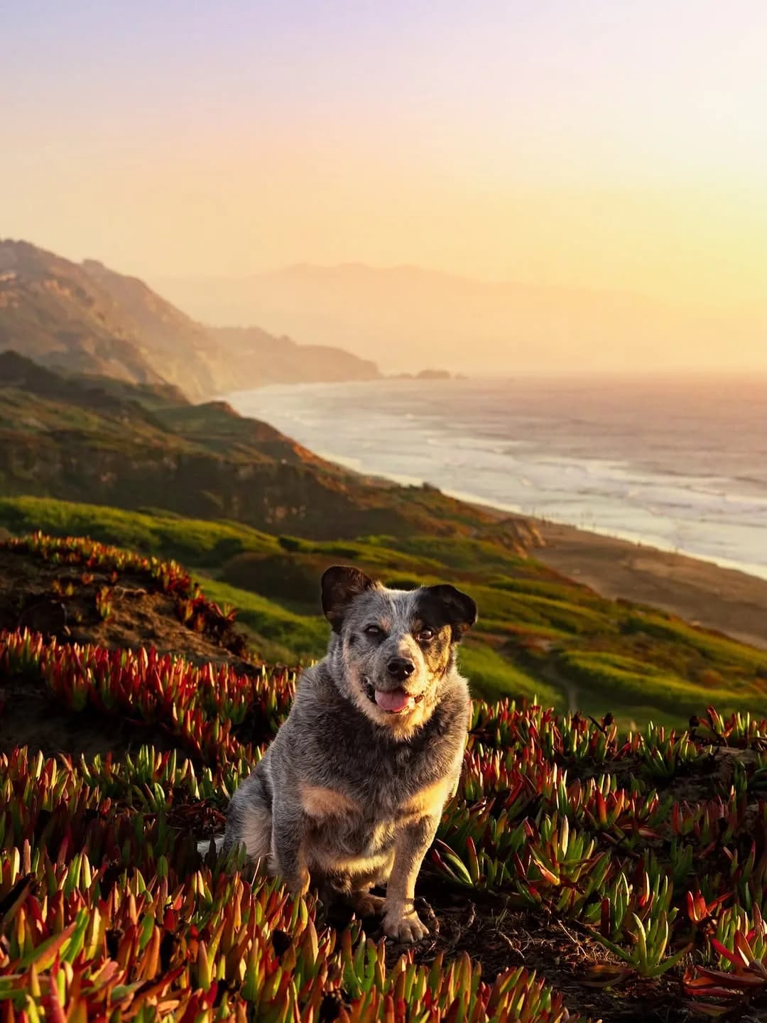 Trading beaches for mountains this holidays! We’re headed up to Washington/BC for the holidays and we’re so excited to see our friends, find some truffles, and romp in the snow!

#bayarea #australiancattledog #dogphotography