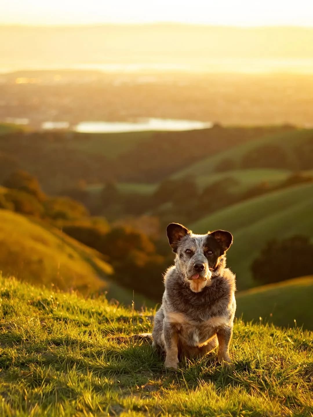 Obsessed with the green in the east bay hills right now!

#eastbay #rescuedog #australiancattledog #dogphotography