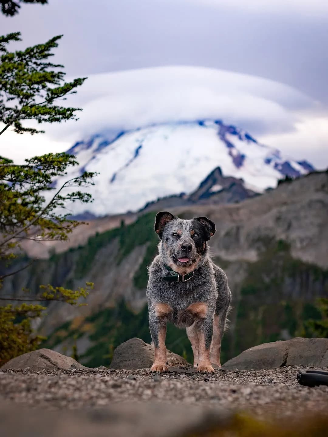 Miss the PNW everyday! California has been lovely but our hearts are definitely in the cascades 🏔️ 

#dogphotography #pnw #mtbaker #cutedog #bluey