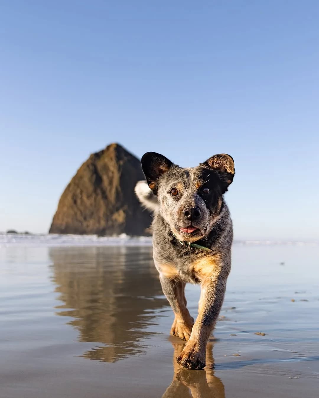 Monty 2026 Calendars are available for Pre-Order!

Please note that this is only a Pre-Order therefore they will not be shipped out for some time! This is so I have an idea of how many to order. I expect to order them sometime at the end of October and start shipping them in the first week of November.

I am also opening up the option for Canadians to purchase but these will be shipped out even later as they need to be shipped directly from Canada to keep shipping costs down. 

As a thank you for peoples support and ordering early any Calendars ordered in October will be discounted to $25 instead of $30. There will also be a Monty sticker included in every preorder!

This is one of our favorite projects and we put a lot of effort collecting the photos throughout the year. Thank you everyone for your continued support and we hope you love it!

Order here: https://montythecuddledogshop.myshopify.com/ or link in bio!